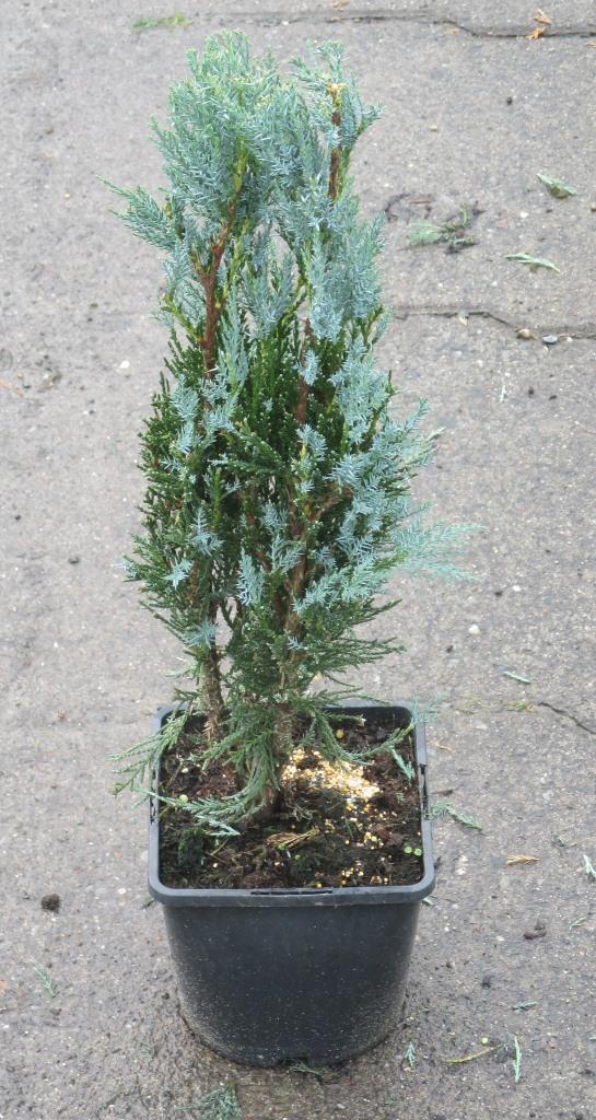 Можжевельник скальный Мунглоу